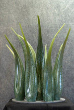 Load image into Gallery viewer, Aloe Vera