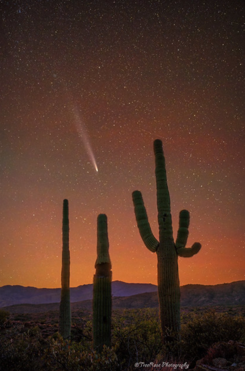 Catching the Comet: Cacti's Cosmic Chase