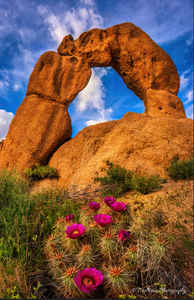 Desert Bloom at Scorpion Arch