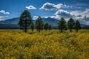 Flagstaff Beauty