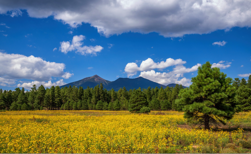 Flagstaff Wildflowers