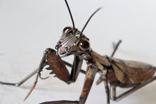 Load image into Gallery viewer, "Praying Mantis" by David Groenjes