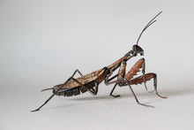 Load image into Gallery viewer, "Praying Mantis" by David Groenjes