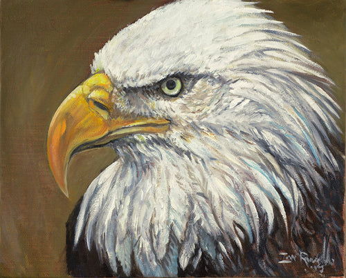 American Bald Eagle