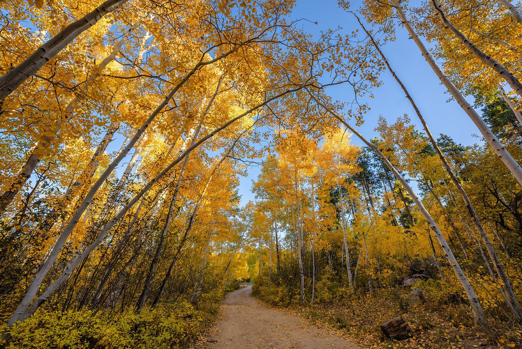 Golden Canopy