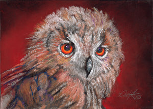 Owl #6