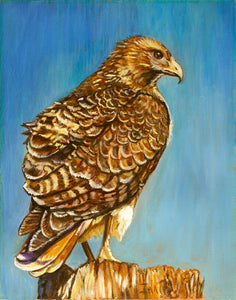 Original Oil Painting "Red Tail Hawk"